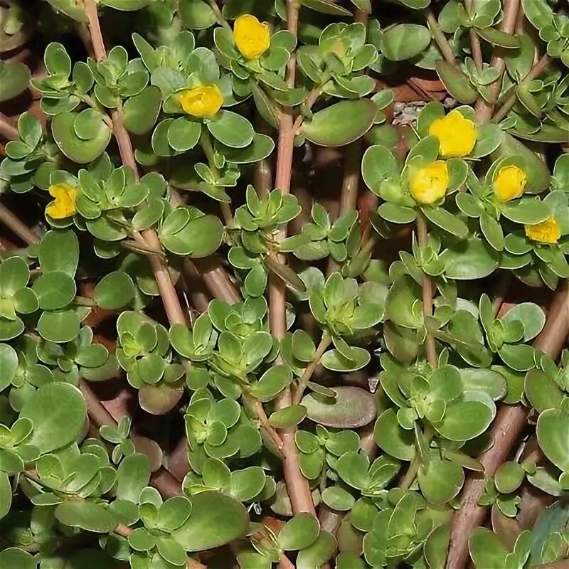 Растения портулак как выглядит фото Portulaca Oleracea 200 семян shortpod Mediterranean Purslane маленький борщевик 