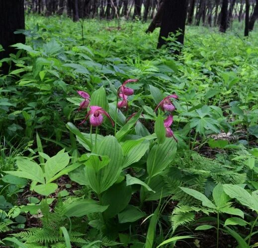 Растения приморского края фото Орхидеи в природе - Страница 21 - Некоммерческая ассоциация любителей орхидей