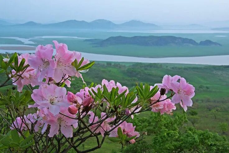 Растения приморского края фото Pin on Цветы Beautiful flowers, Flowers, Natural landmarks