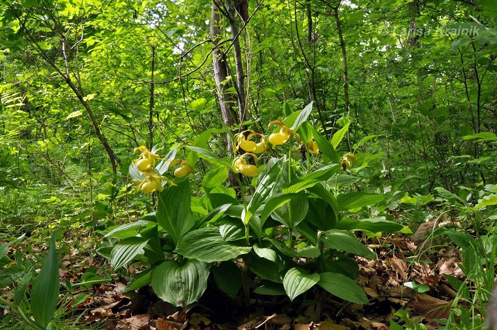 Растения приморского края фото Венерин башмачок настоящий (лат. Cypripedium calceolus)