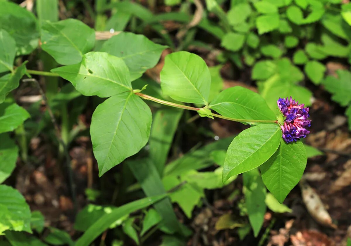 Растения приморского края фото Vicia ohwiana - Изображение особи - Плантариум