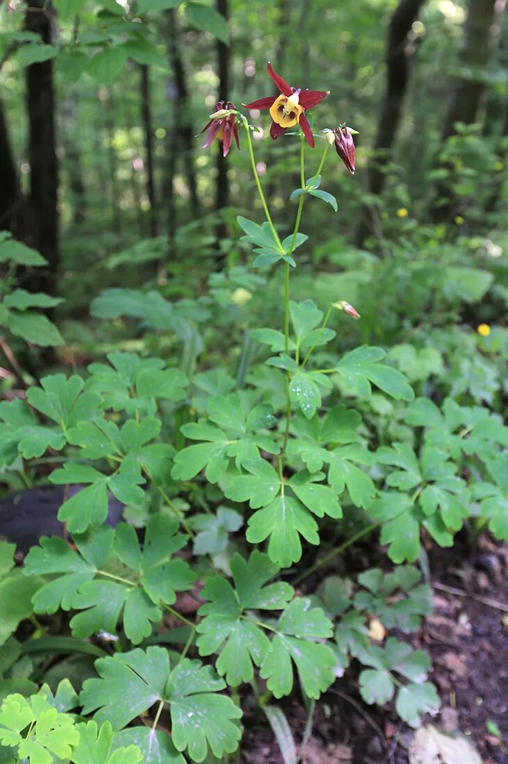 Растения приморского края названия и фото Aquilegia oxysepala - Изображение особи - Плантариум