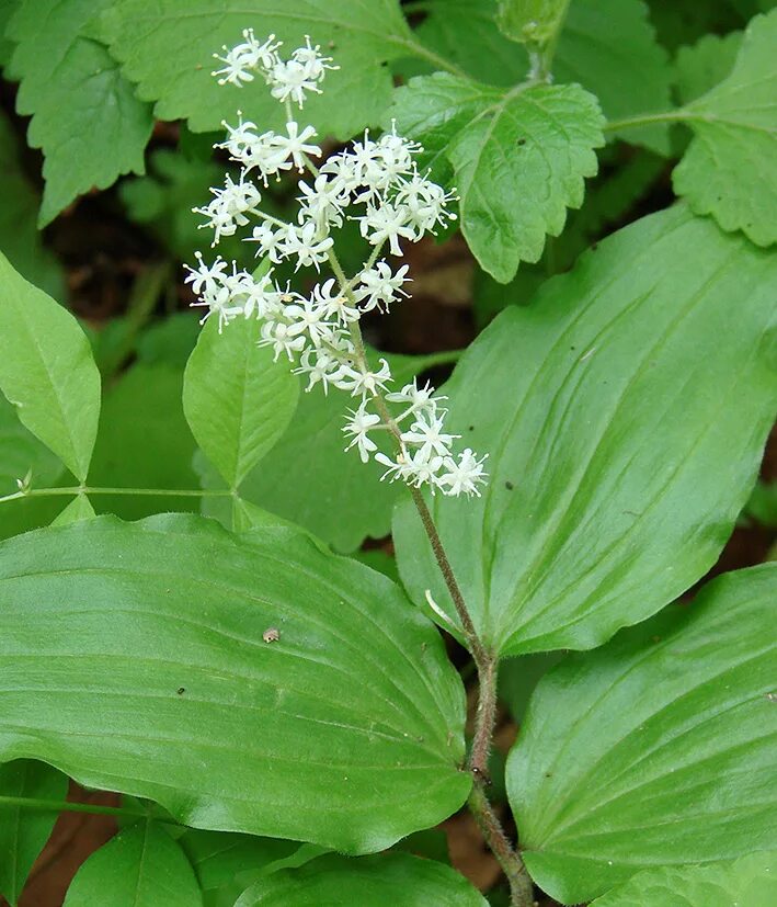 Растения приморского края названия и фото Smilacina hirta - Image of an specimen - Plantarium