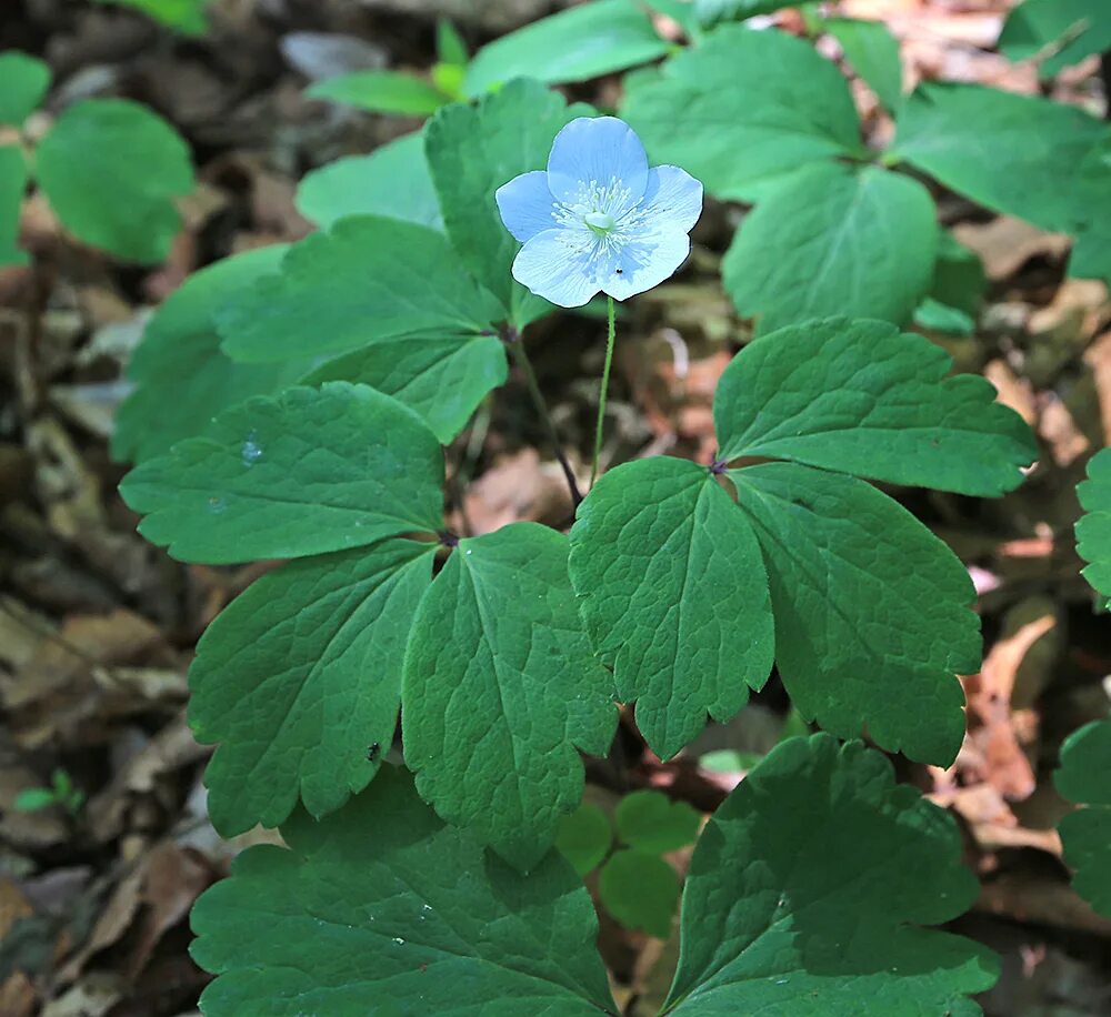 Растения приморского края названия и фото Anemone udensis - Image of an specimen - Plantarium