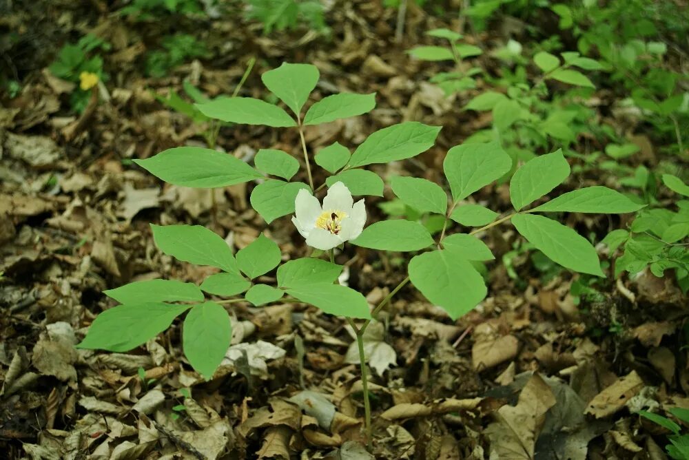 Растения приморского края названия и фото Paeonia oreogeton - Image of an specimen - Plantarium