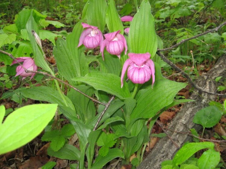 Растения приморского края названия и фото Gallery.ru / cypripedium macranthon - растения Приморского края - rechka6996