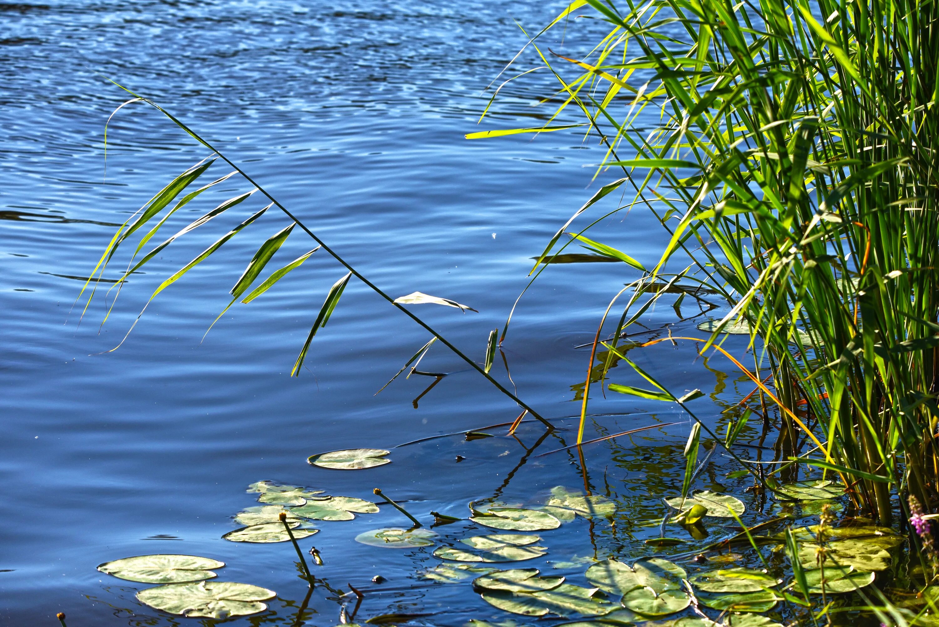 Растения рек фото Green reeds in the water near the shore on a sunny day free image download