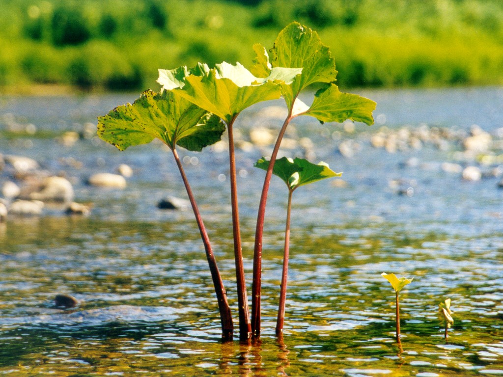 Nymphaea alba - Image of an specimen - Plantarium