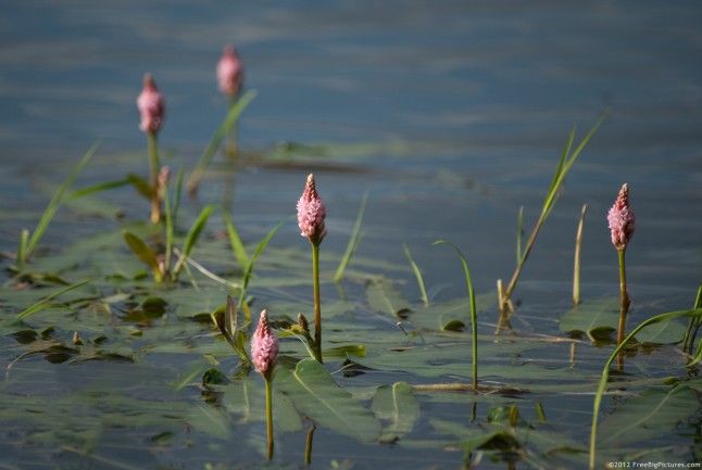 Растения рек фото Polygonum Amphibium a plant found at the surface of lakes, rivers Plants, Aquati