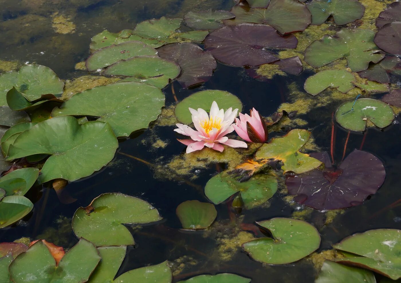 Растения рек фото genus Nymphaea - Image of an specimen - Plantarium