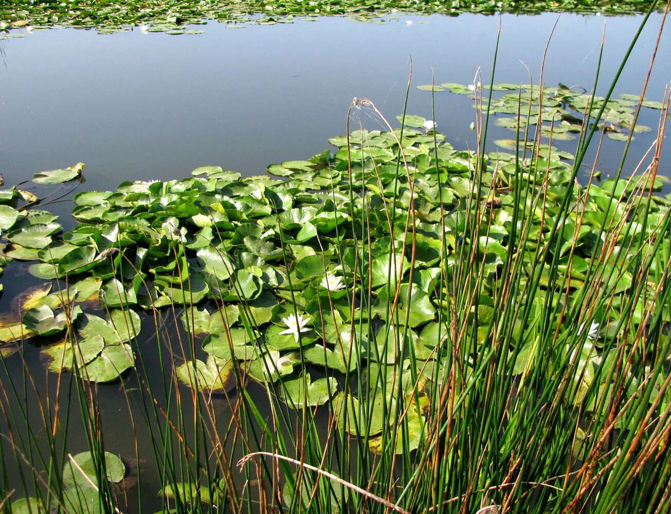 Растения рек фото Nymphaea alba - Image of an specimen - Plantarium