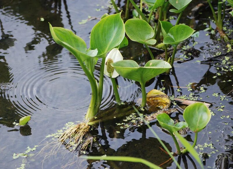 Растения рек фото Calla palustris - Image of an specimen - Plantarium