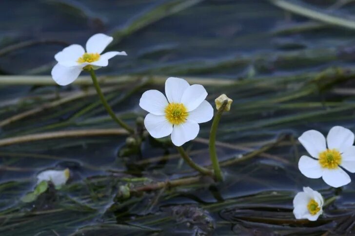 Растения рек фото The IUCN Freshwater Plant Specialist Group The Freshwater Blog