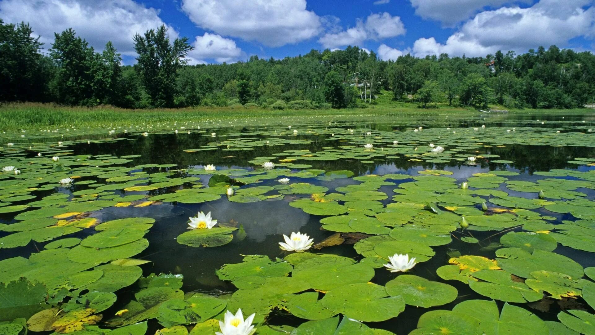 Растения рек фото White Water Lilies in a Pond of Vermillion River, Whitefish, Ontario " Картинки