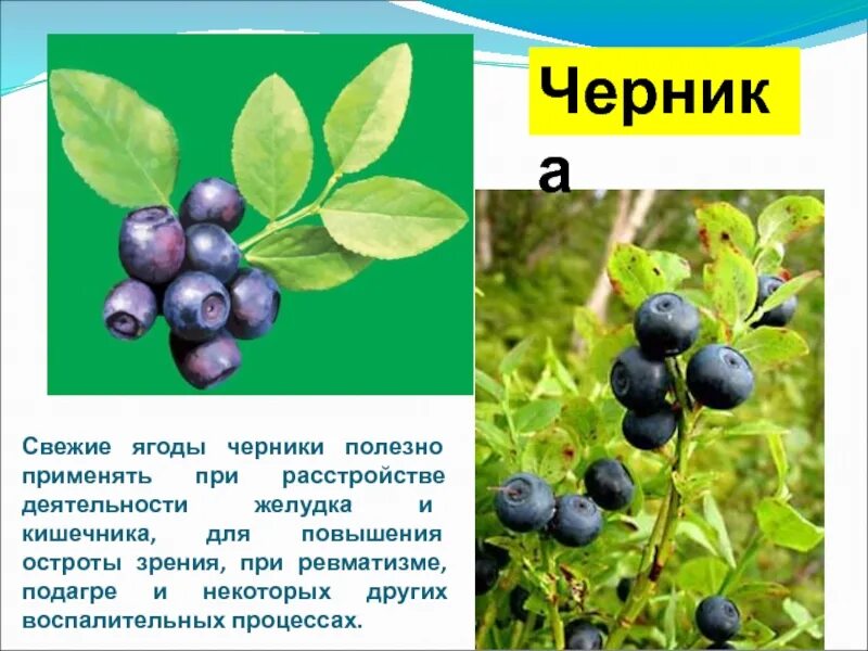 Растения республики коми фото и описание Лекарственные растения Республики Коми 6 класс презентация, доклад