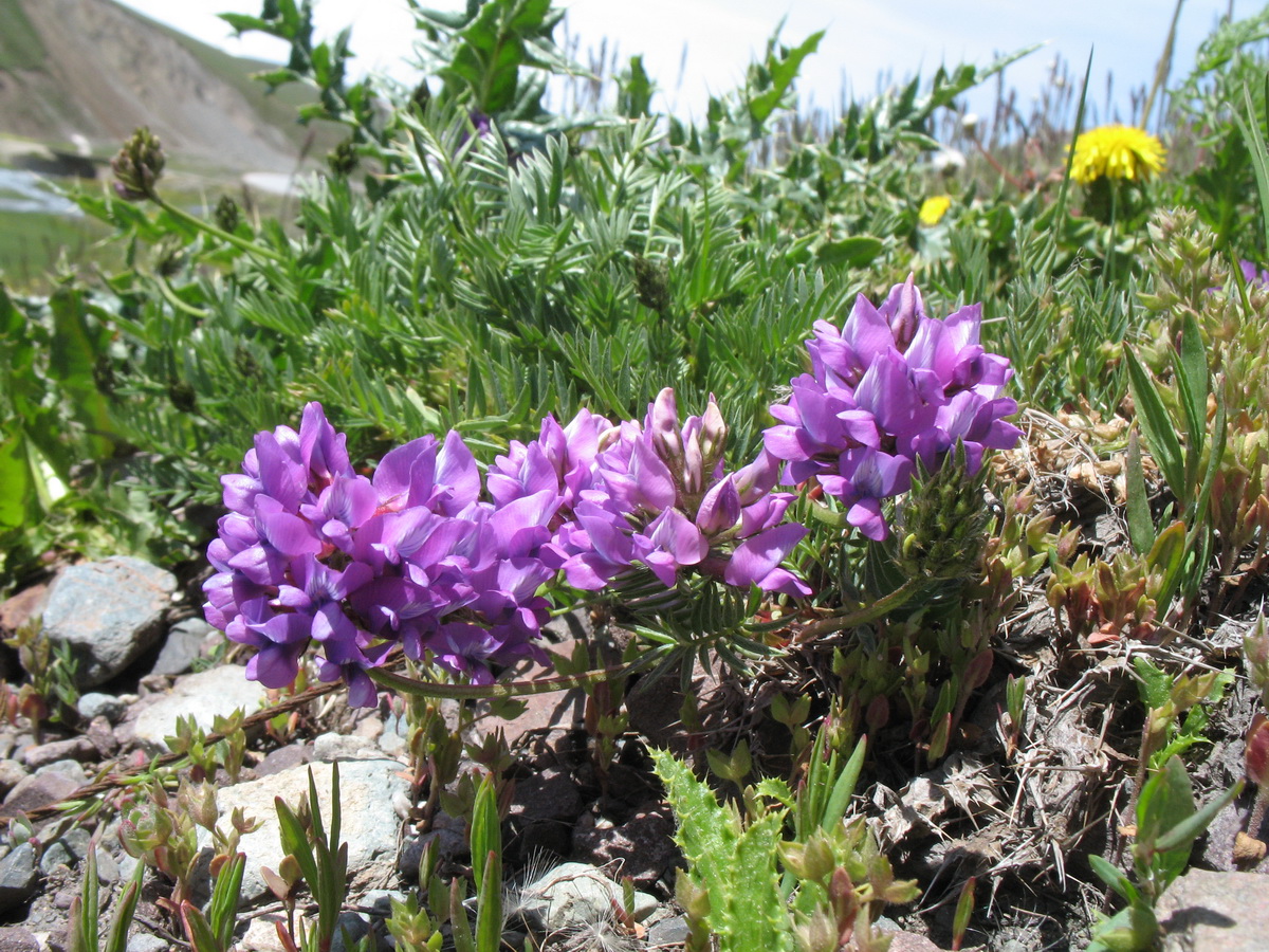 Растения россии фото Oxytropis humifusa - Image of an specimen - Plantarium