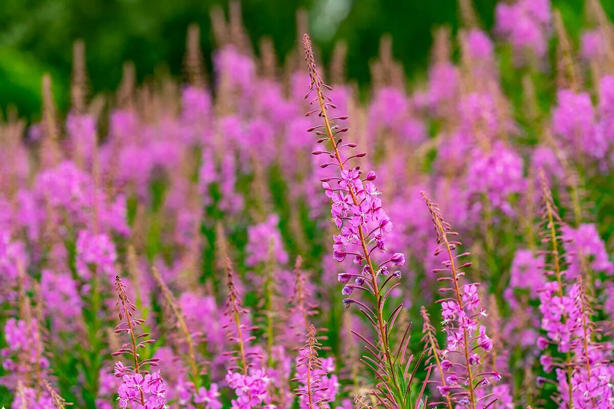 Растения россии фото 5 wild herbs Russians use for cooking (PHOTOS) - Russia Beyond