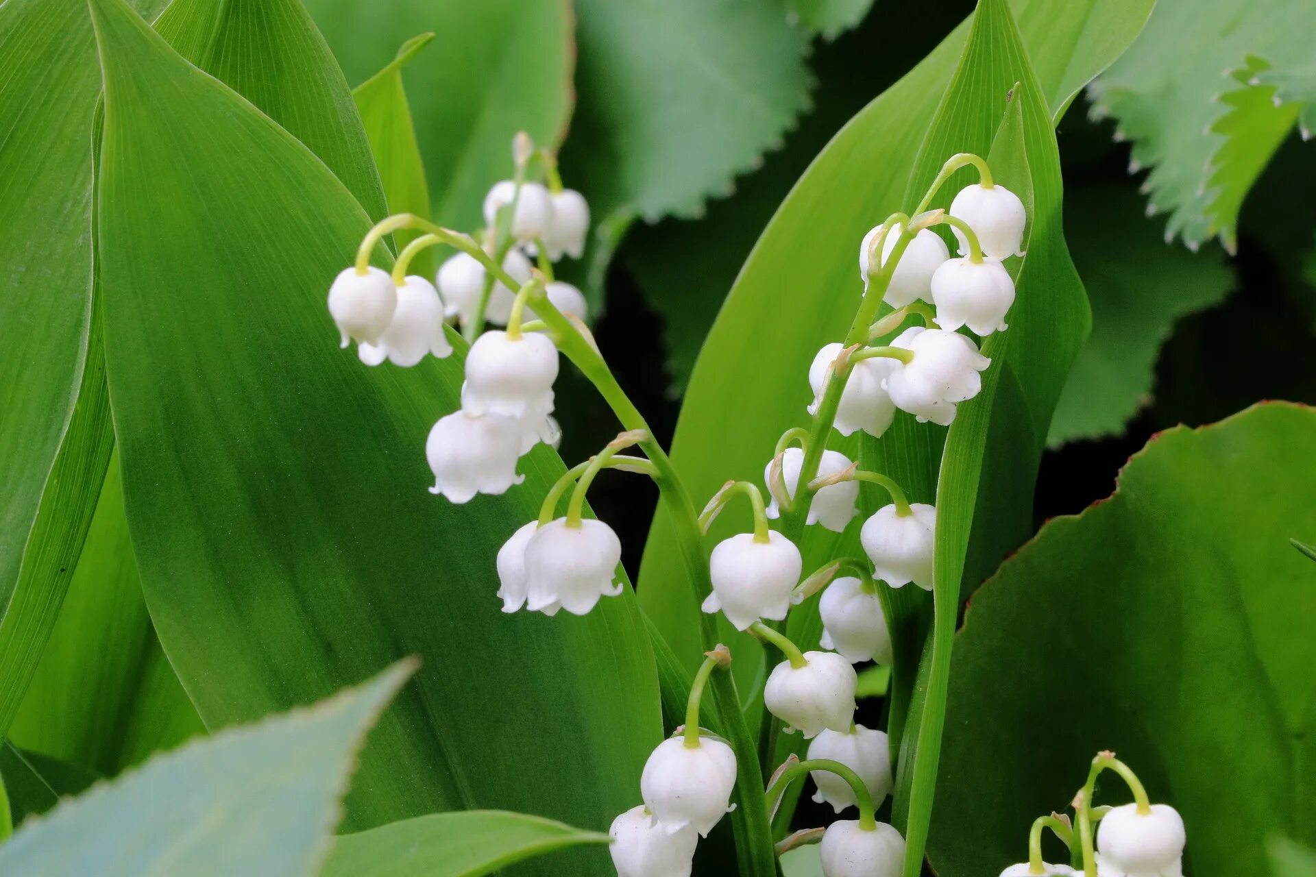 Растения россии фото Lily of the Valley (Convallaria majalis) Naturescape Wildflowers