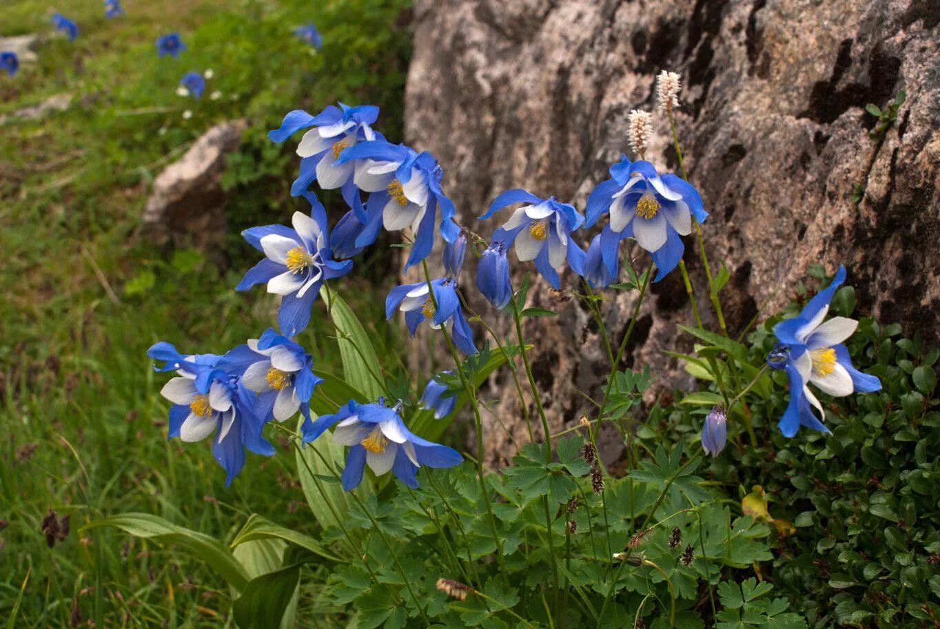 Растения россии фото и названия Fotonons.ru Shadow plants, Houseplants, Wild flowers