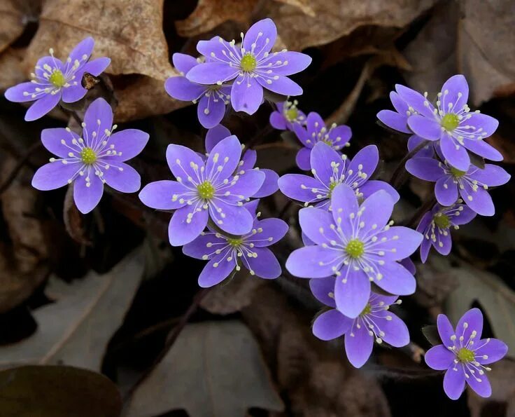 Растения россии фото и названия Anemone hepatica - Hepatica nobilis - Ranunculaceae Planting flowers, Perennials