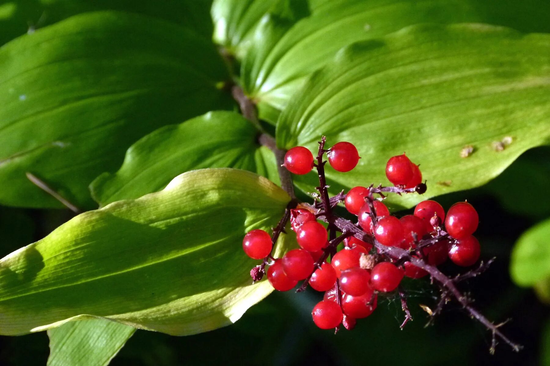 Растения россии фото и названия Free Images : tree, forest, fruit, berry, leaf, flower, floral, food, red, produ