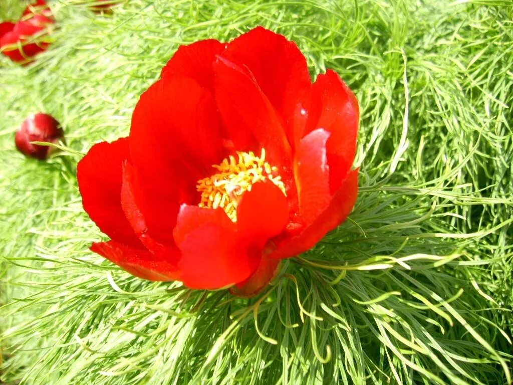 Растения россии фото красная Paeonia tenuifolia - Image of an specimen - Plantarium