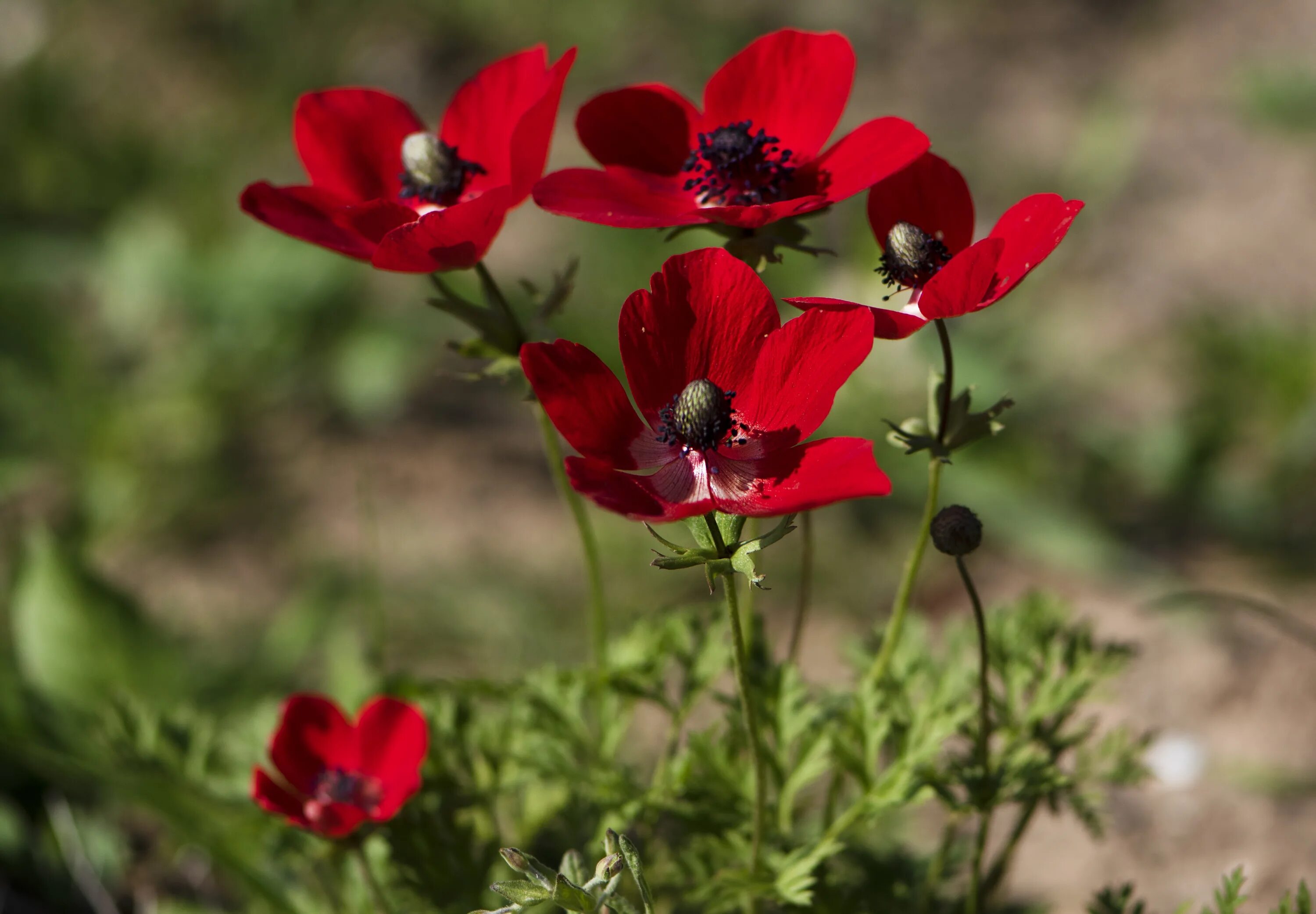 Растения россии фото красная Red anemone flowers on a flower bed in summer Desktop wallpapers 2560x1600