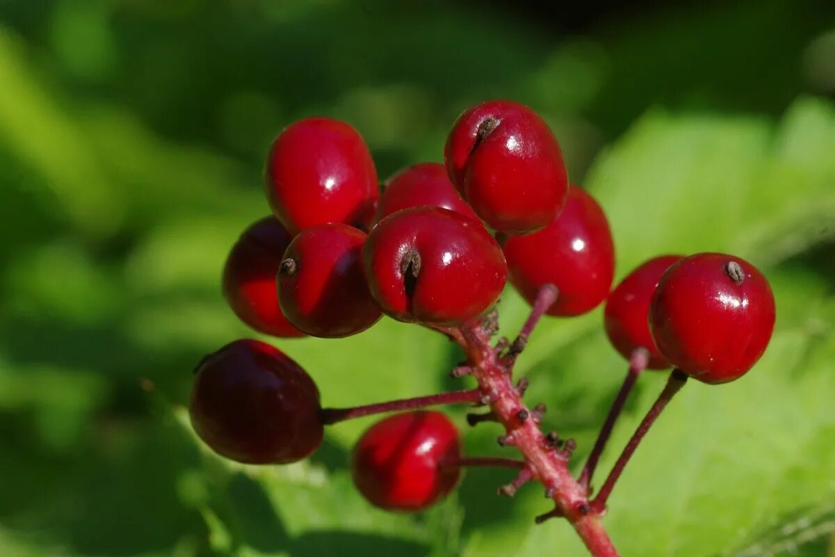 Растения россии фото красная Free Images : nature, branch, fruit, berry, flower, food, red, produce, close, f