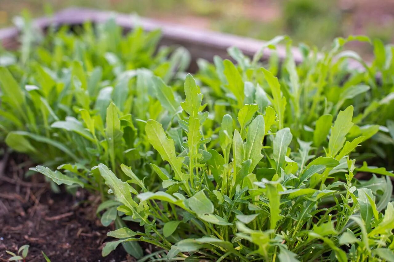 Растения руккола как выглядит What Is Arugula? Cooking School Food Network