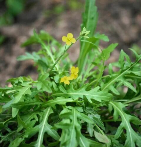 Растения руккола как выглядит 2000 Graines Roquette sauvage/Jaune, Diplotaxis tenuifolia Wild Rocket seeds eBa