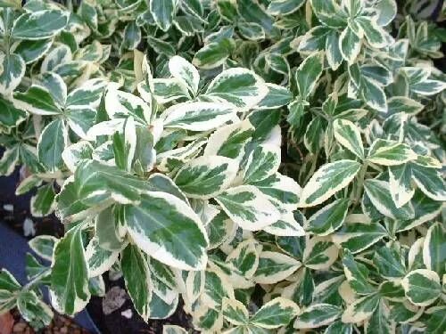 Растения с бело зелеными листьями фото Euonymus Perryhill Nurseries Garden plants, Plants, Front garden design