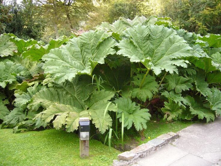 Растения с большими листьями фото http://upload.wikimedia.org/wikipedia/commons/0/09/Gunnera_manicata3.JPG Outdoor