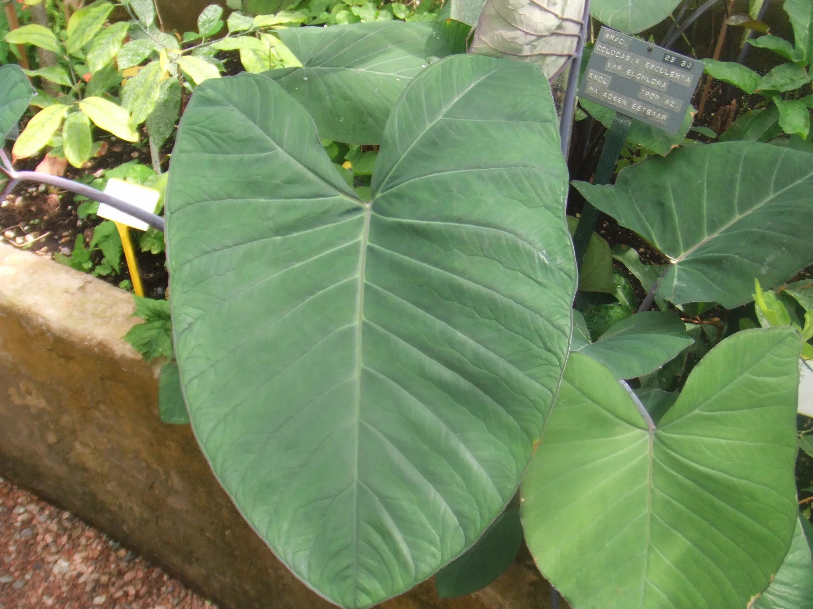 Растения с большими листьями фото File:Colocasia esculenta.jpg - Wikimedia Commons