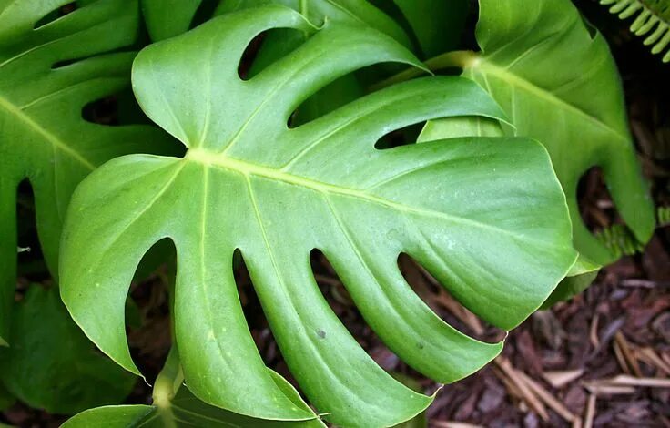 Растения с большими листьями фото Plant Spotlight: Monstera deliciosa Houseplants low light, Low light house plant