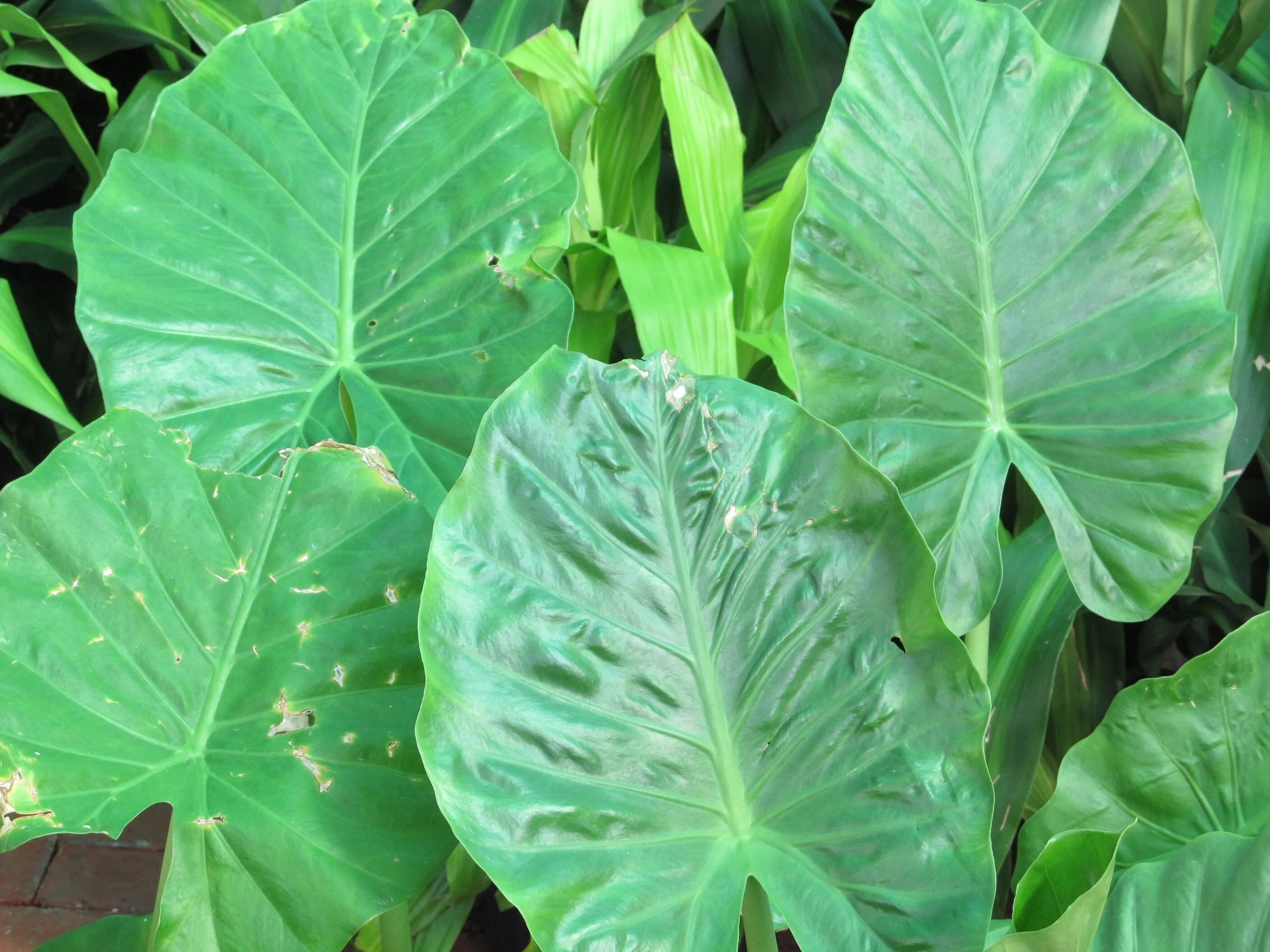 Растения с большими листьями фото Leaves elephant ears free image download