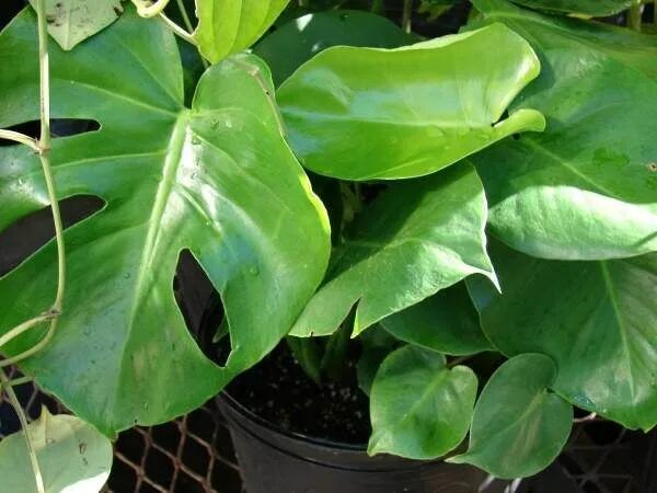 Растения с большими листьями фото Swiss Cheese Plant Cheese plant, Monstera deliciosa care, Swiss cheese plant