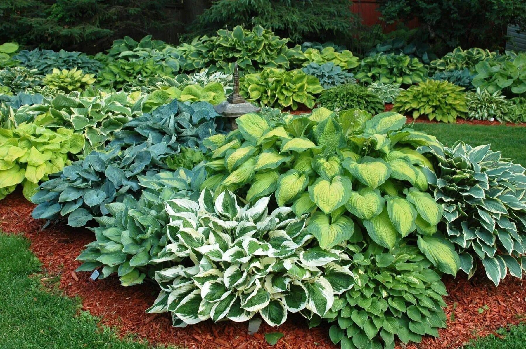 Растения с декоративной листвой для сада фото Hosta Seeds - American Hybrids AKA Platain Lily, White Flowers ,Perennial shade 