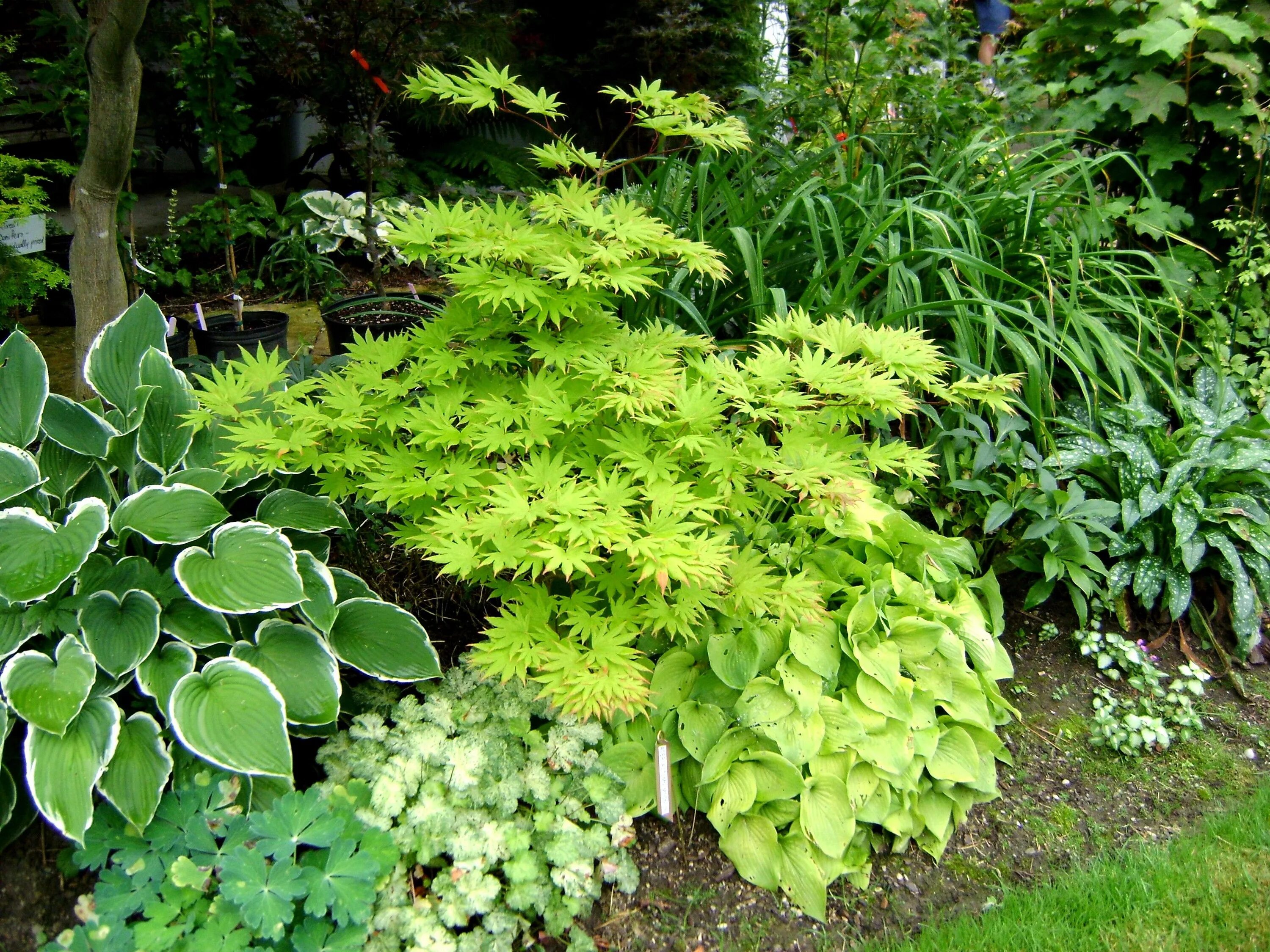 Растения с декоративной листвой для сада фото Posts about Hakonechloa macro 'Aureola' on Green Theatre Shade garden plants, Ma