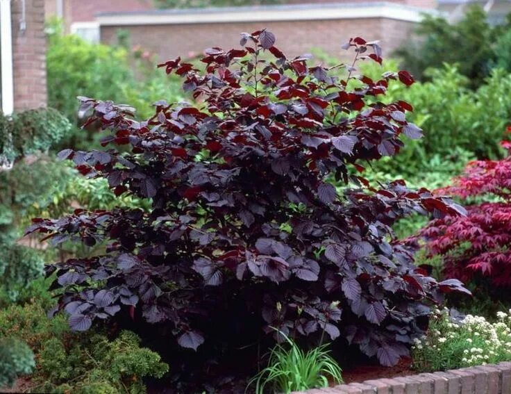 Растения с декоративной листвой для сада фото arbuste à feuilles rouges -noisetier-pourpre-Corylus maxima Purpurea Arbuste feu