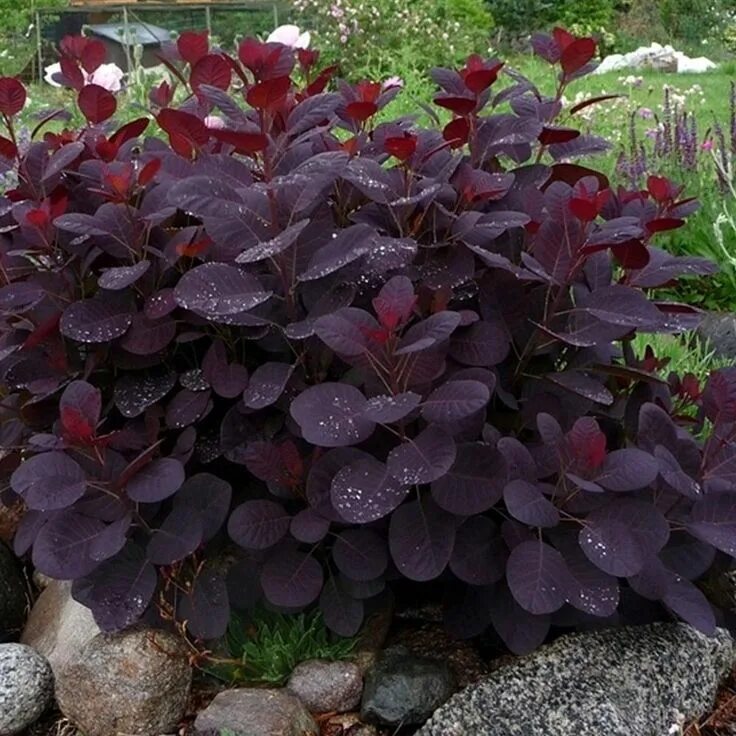 Растения с декоративной листвой для сада фото Online Orchards 1 Gal. Royal Purple Smokebush Shrub Colorful Plumes Rising Out o