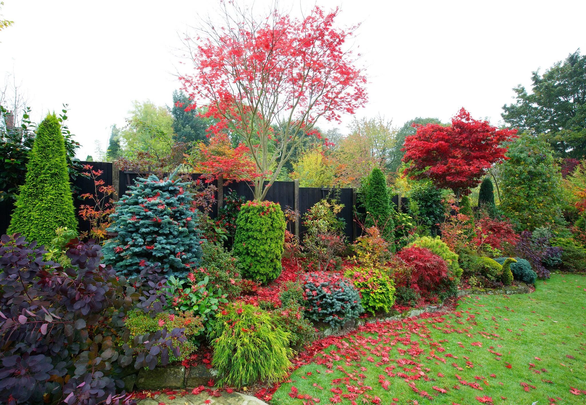 Растения с декоративной листвой для сада фото Autumn leaves of Acer palmatum 'Trompenburg' are quickly falling Autumn garden, 