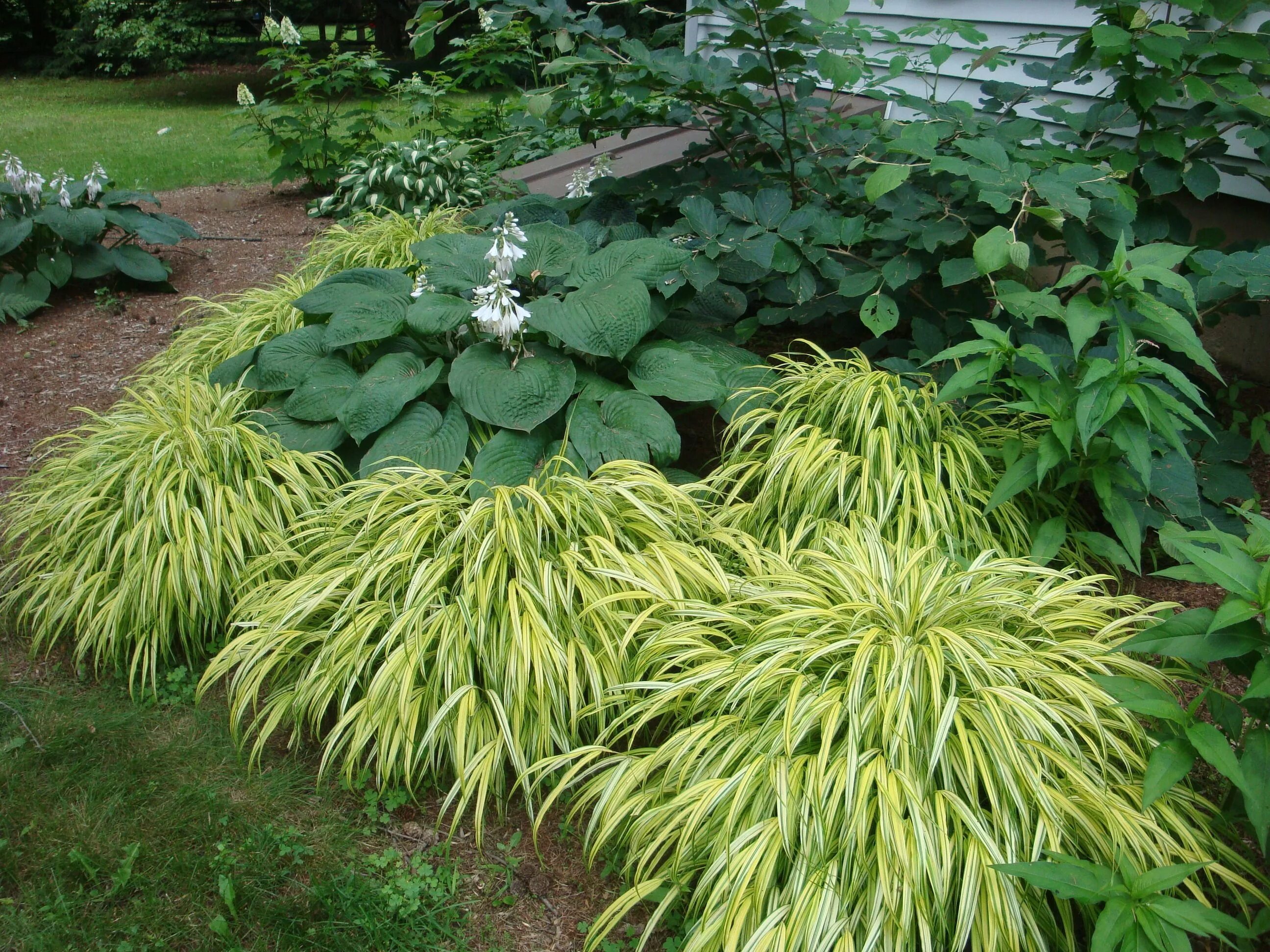 Растения с декоративной листвой для сада фото Shade Garden Grasses landscaping, Japanese forest, Shade garden