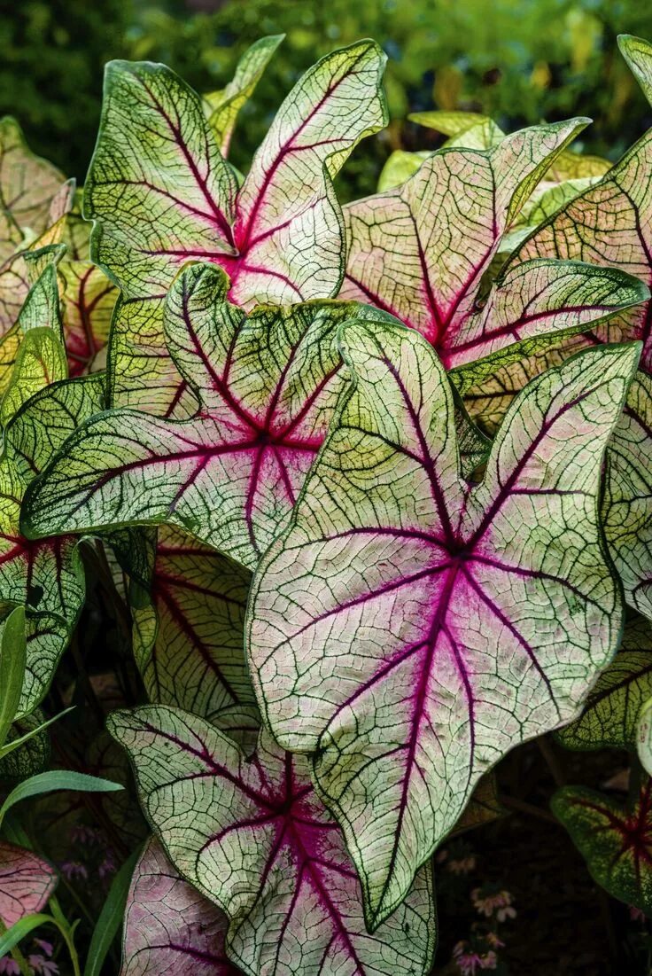 Растения с декоративными листьями фото Caladium Shade tolerant plants, Shade garden plants, Shade plants