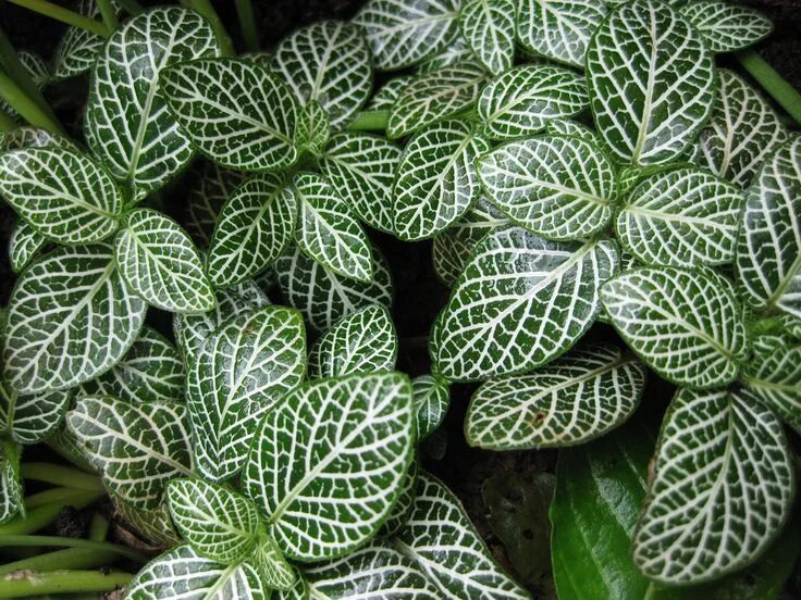 Растения с декоративными листьями фото Fittonia albivenis Argyroneura Group - Botany Photo of the Day Plantas para terr