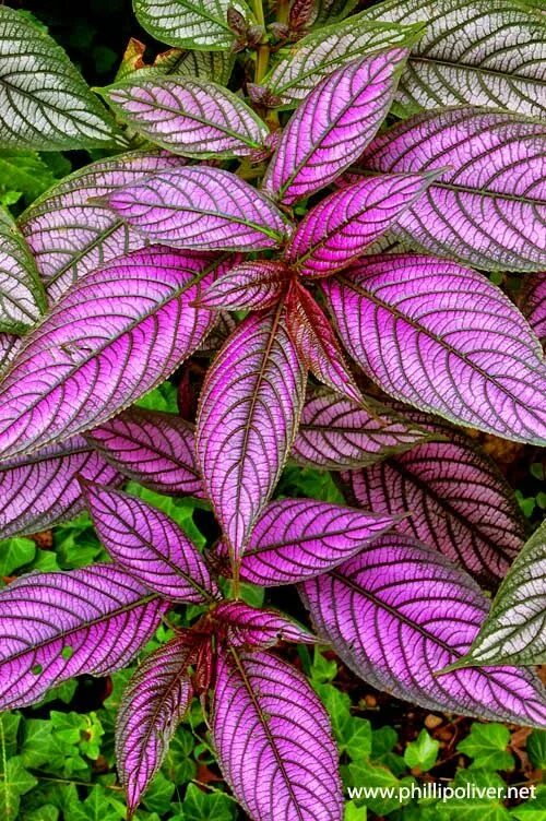 Растения с декоративными листьями фото Dirt Therapy: Persian Shield Shade plants, Plants, Lawn and garden