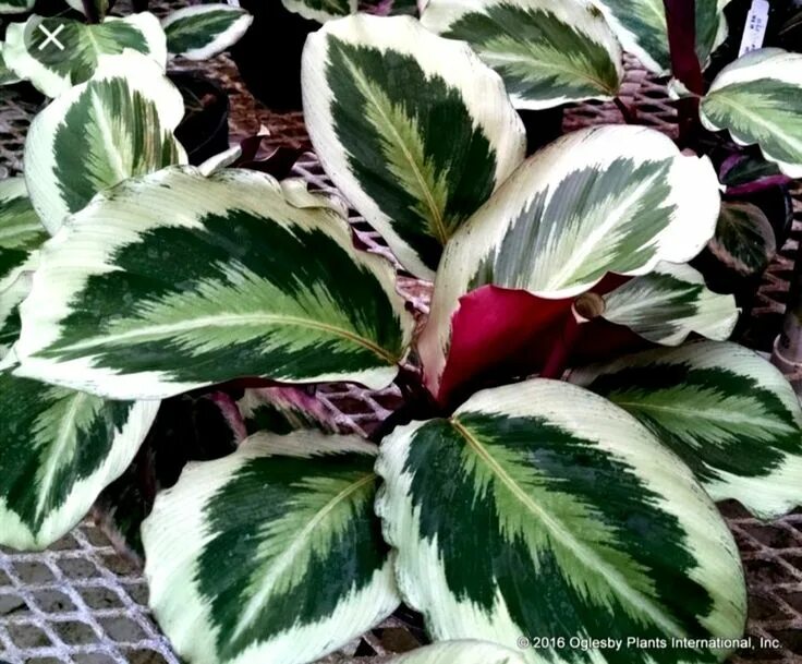 Растения с декоративными листьями фото calathea roseopicta "Julia" (Instagram) Растения, Цветоводство, Калатея