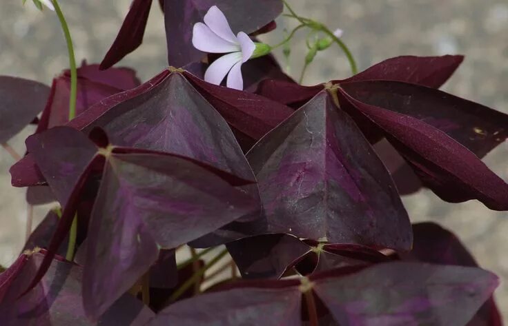 Растения с фиолетовыми листьями фото и названия How to Grow and Care for Purple Shamrock (False Shamrock) Purple shamrock, Shamr