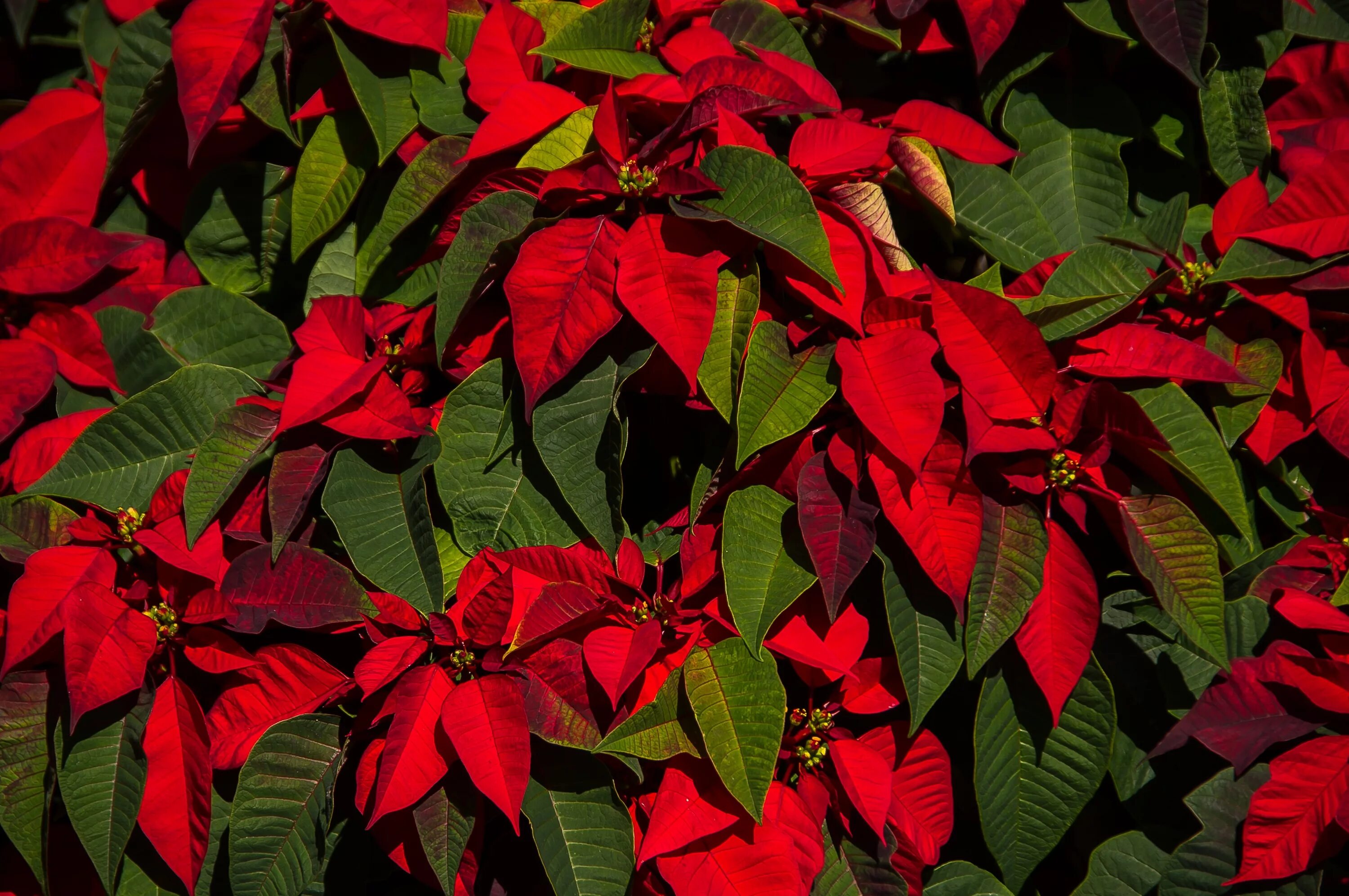 Растения с красными листьями название фото Free Images : leaf, flower, green, red, autumn, botany, christmas, flora, flower