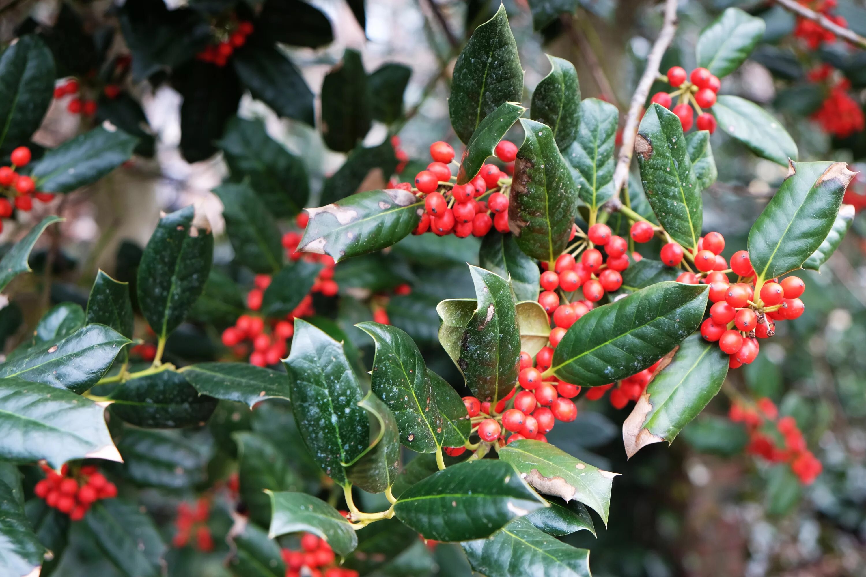 Растения с красными ягодами фото Free Images : berry, leaf, flower, food, red, produce, evergreen, botany, flora,