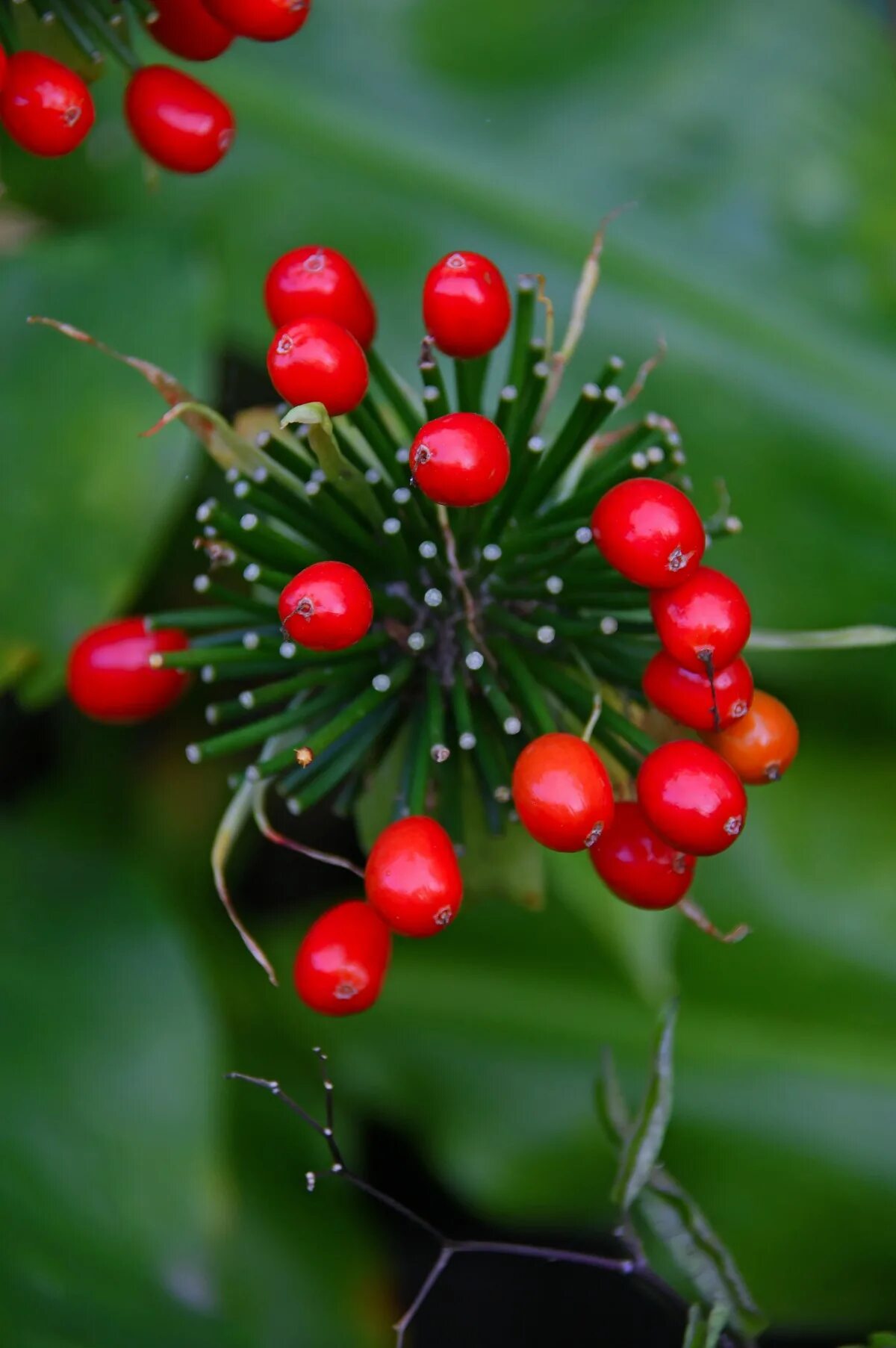 Растения с красными ягодами фото Free Images : flower, flora, berry, aquifoliaceae, close up, leaf, plant, fruit,